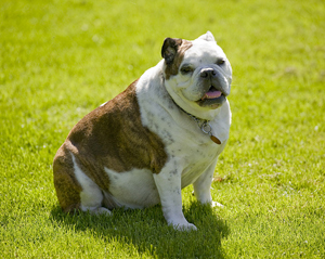 איך לגרום לכלב הסובל מעודף משקל לרדת למשקל בריא