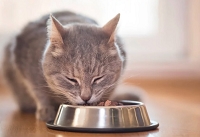 כלי אוכל ומים לחתולים