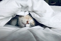 מיטות ומזרונים לחתולים