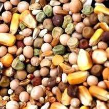 תערובת זרעים ליונים מועשרת 25 ק”ג