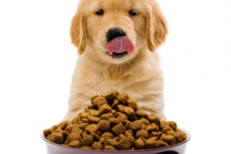 כל מה שצריך לדעת לפני רכישת מזון לכלב שלכם