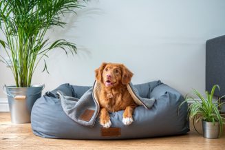 איך לבחור מיטות לכלבים?
