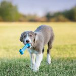 קונג puppy goodie צעצוע בצורת עצם לגורי כלבים KONG PUPPY GOODIE BONE