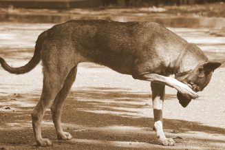 איך למנוע קרציות ופרעושים אצל כלבים?