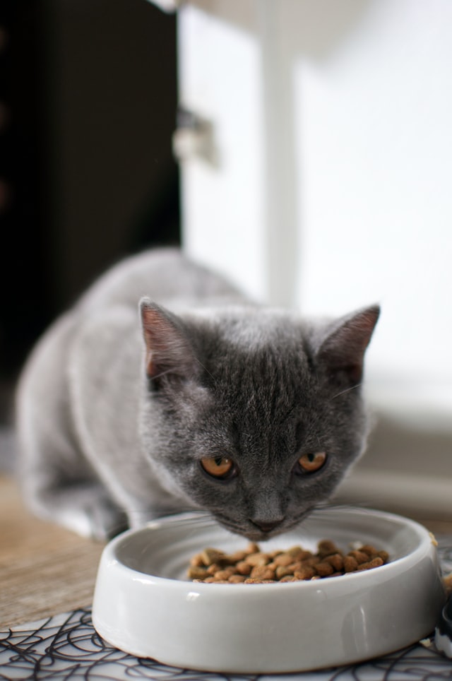 מה חשוב לדעת לגבי האכלת חתולים?