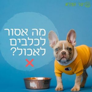 מה אסור לכלבים לאכול