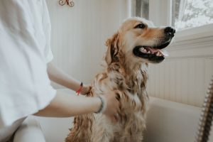 רחיצת כלב באמצעות שמפו לכלבים