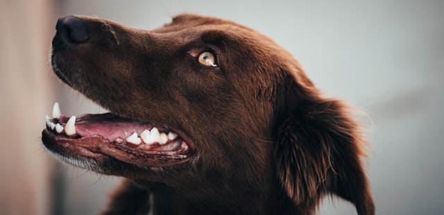 ניקוי שיניים לכלב - כך תשמרו על השיניים של הכלב