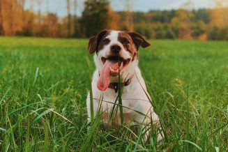 למה כלבים אוכלים דשא? והאם יש סיבה לדאגה?