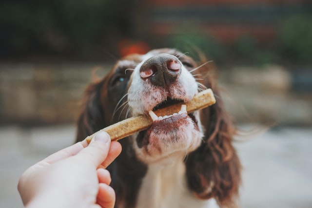 כמה כלב צריך לאכול ביום? – כל מה שצריך לדעת