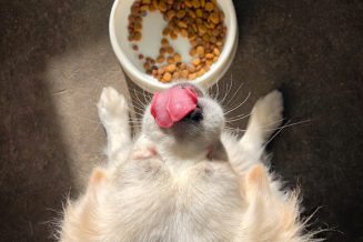 דירוג מזון לכלבים - סיקור מקיף על מותגי המזון המומלצים לכלבים