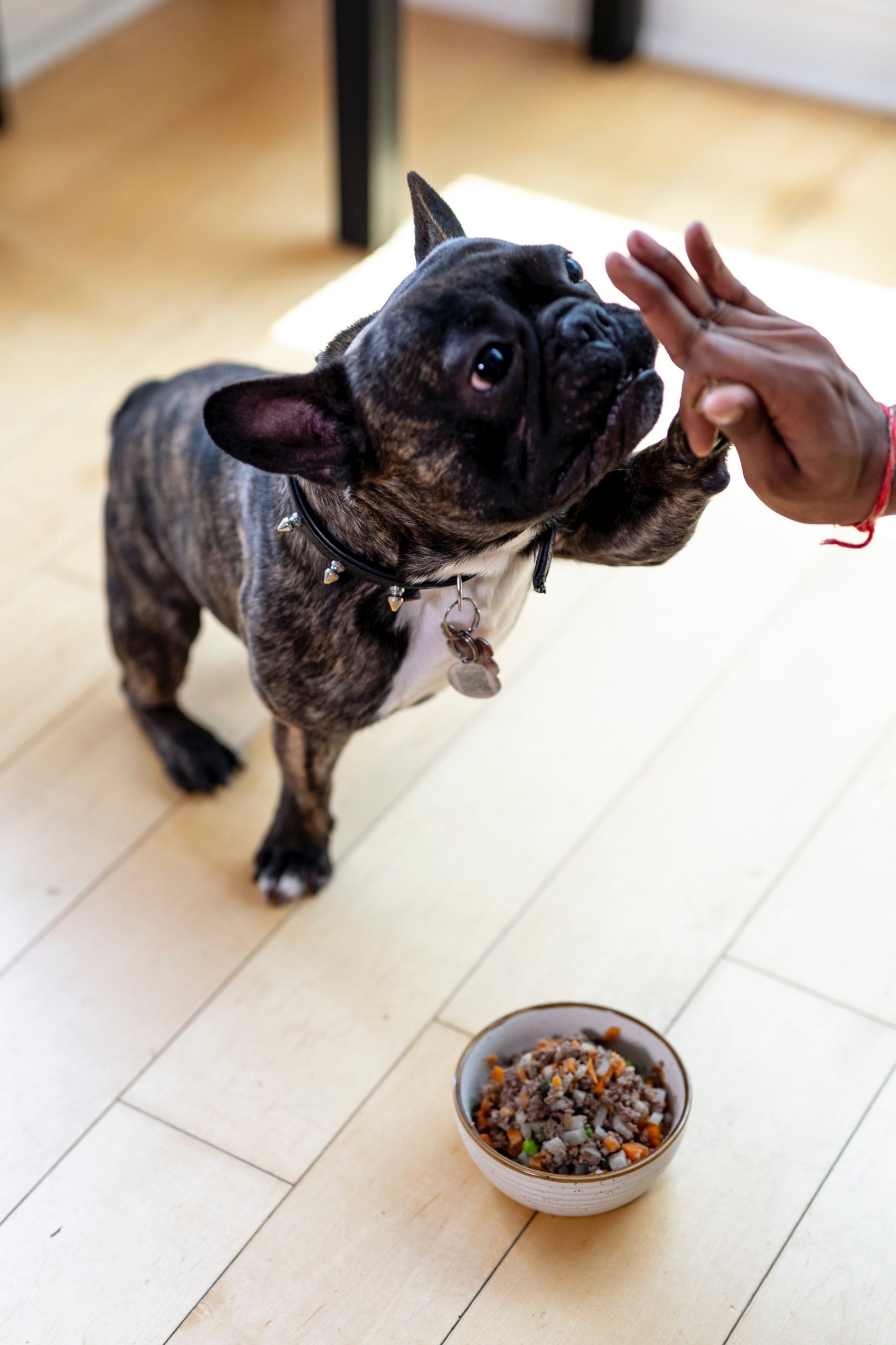 מהו אוכל פרימיום לכלבים? עושים לכם סדר בנושא