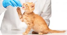 מזון רפואי לחתולים (ייעודי)