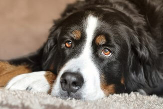 דלקת פרקים לכלבים - כיצד ניתן לאבחן ולטפל בצורה נכונה?